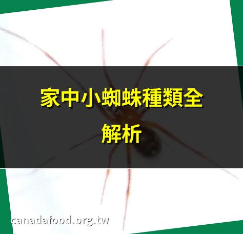 家中小蜘蛛種類全解析 | 小蜘蛛出沒家居原因 | 家中常見小蜘蛛圖鑑 | 小蜘蛛對家居的影響
