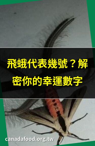 飛蛾代表幾號？解密你的幸運數字 | 飛蛾號碼表曝光！驚人結果揭曉 | 飛蛾占卜術：高準確率號碼解析 | 飛蛾傳説：古老智慧中的數字密碼