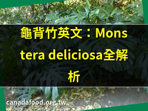 龜背竹英文：Monstera deliciosa全解析 | 龜背竹英文怎麼説？秒懂植物名 | 龜背竹vs龜背芋：英文差異大揭秘 | Monstera deliciosa中文：龜背竹全面瞭解
